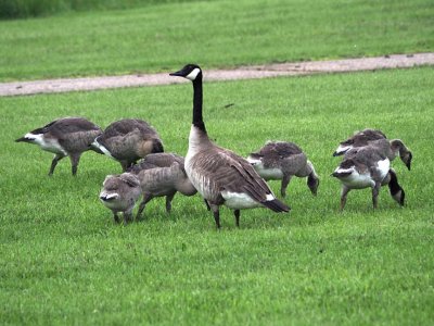 Nature_6290348