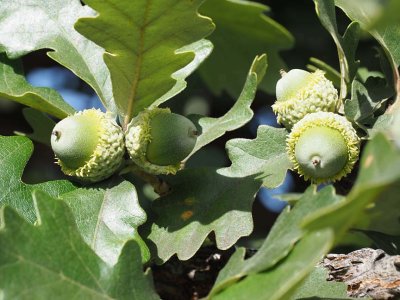 Nature_8200286