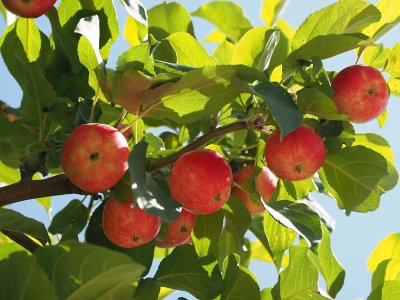 Nature_8220437
