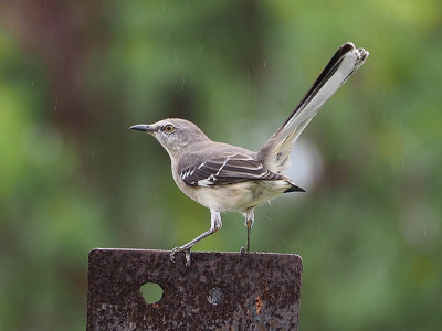 Nature_C261813