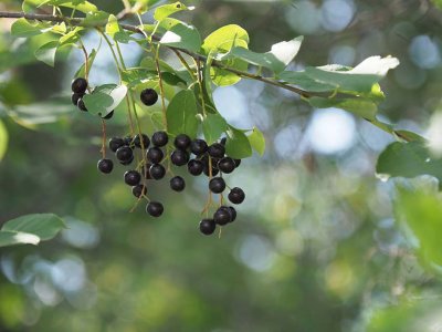 Nature_8220439