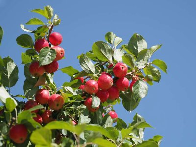 Nature_8220436