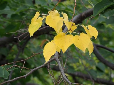 Nature_9252036