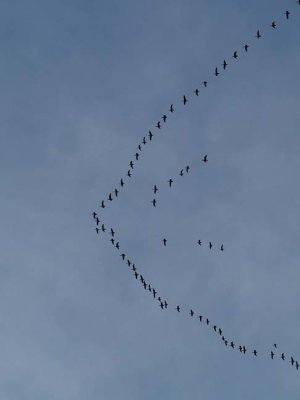 Nature_1030405