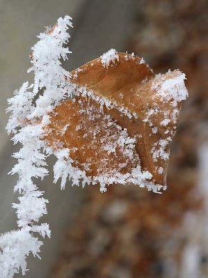 Nature_B301027