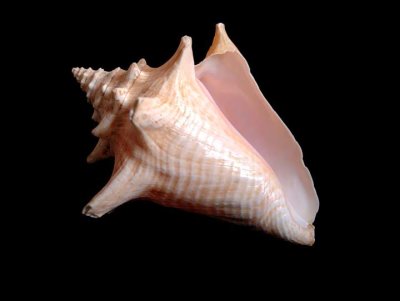 Shell_6164604_5HF