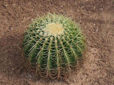 Cactus 1291930