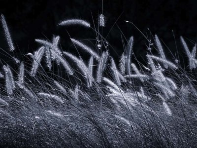 Nature 1261673BW