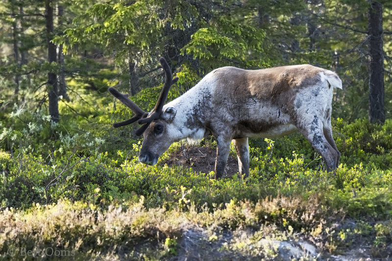 Raindeer PSLR-3897