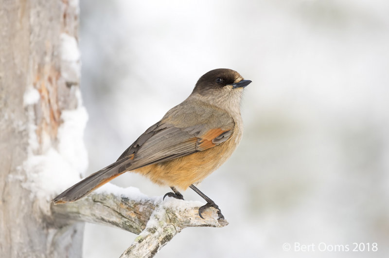 Siberian jay  KPSLR-7309