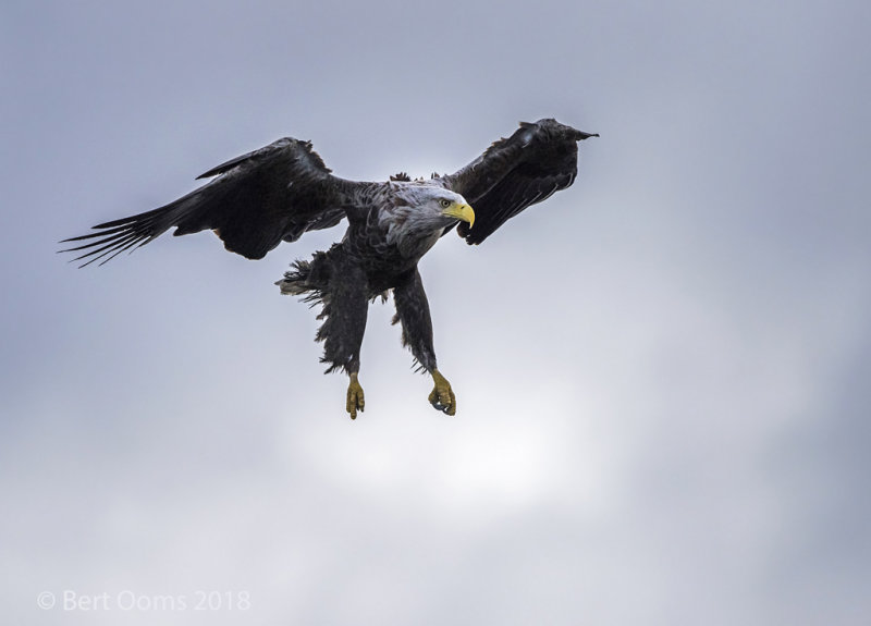 White-tailed eagle PSLR-4929