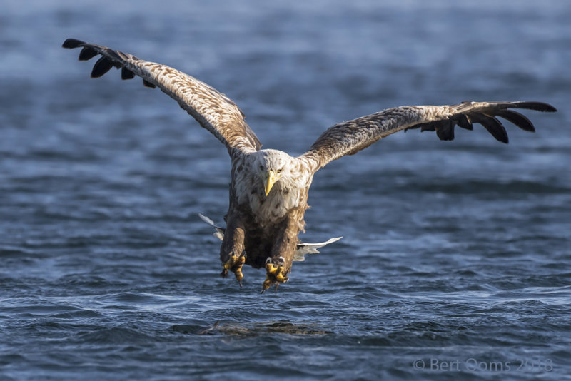 White-tailed eagle PSLR-5343