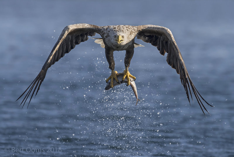 White-tailed eagle PSLR-5346