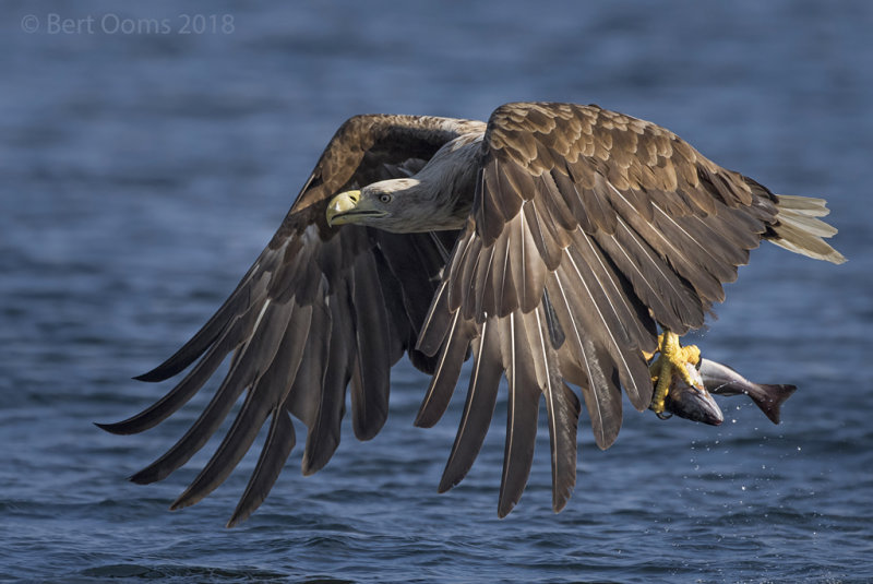 White-tailed eagle PSLR-5377