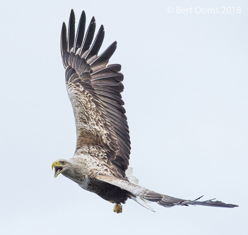 White-tailed eagle KPSLR-4837