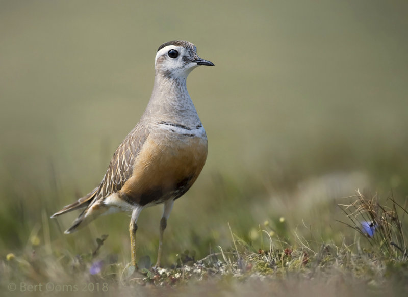 Eurasian dotterel PSLR-5709