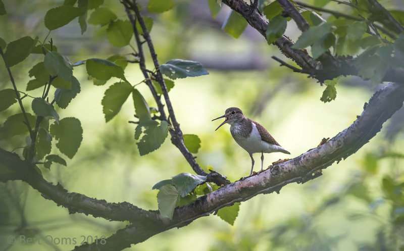 Common Sandpiper - Oeverloper PSLR-5654