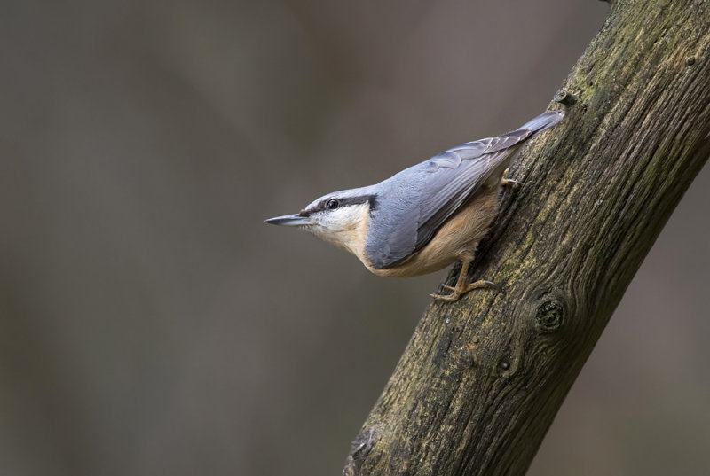 Eurasian nuthatch - Boomklever PSLR-7844