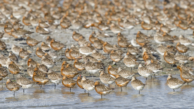 Bar-tailed godwit PSLR-0569