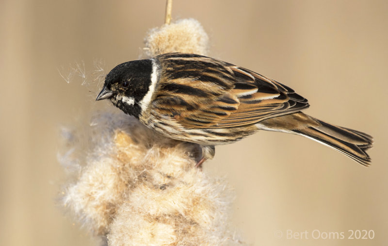 Reed bunting KPSLR-4534