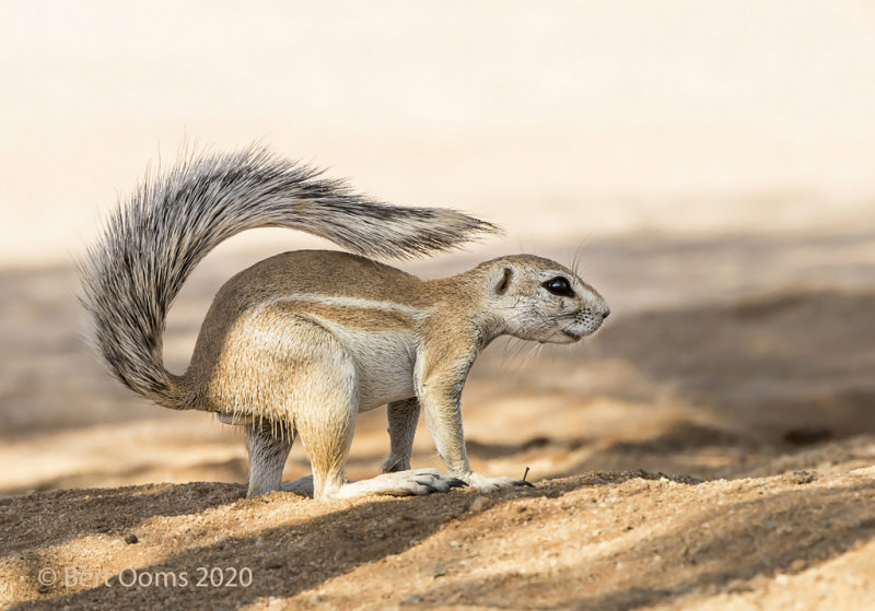 Cape ground squirrel PSLR-3135