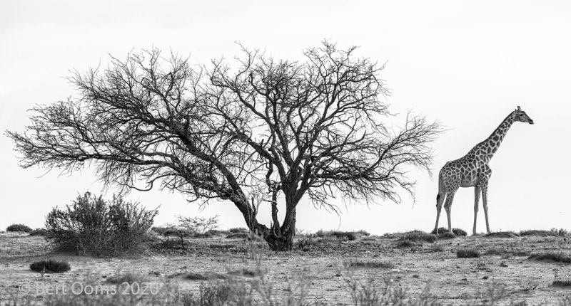 Giraffe namibie PSLR-3070