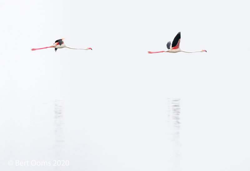 Greater flamingo PSLR-3380