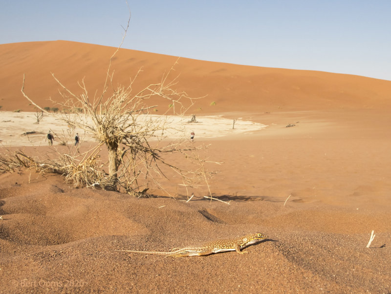 Anchieta's dune lizard  PSLR-3205