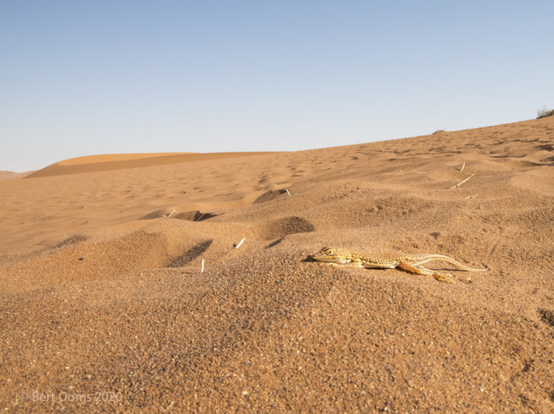 Anchieta's dune lizard  PSLR-3213