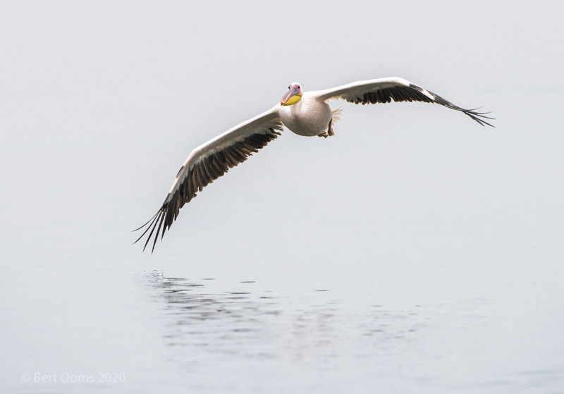 Great white pelican PSLR-3367