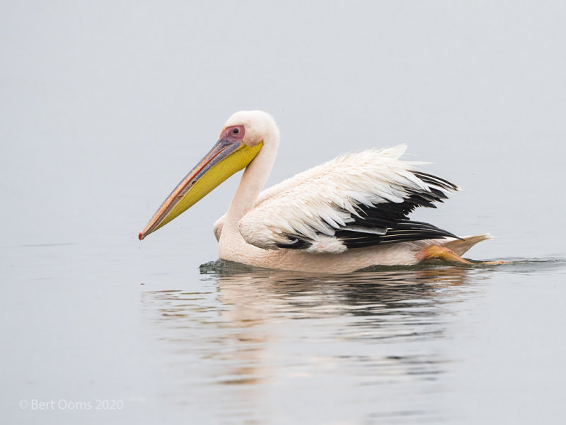 Great white pelican PSLR-3373