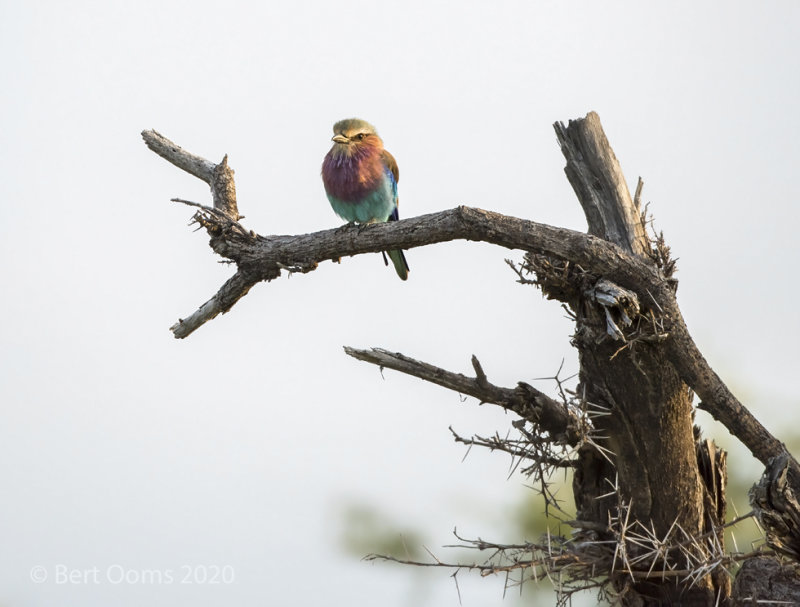 Lilac-breasted roller PSLRT-3835