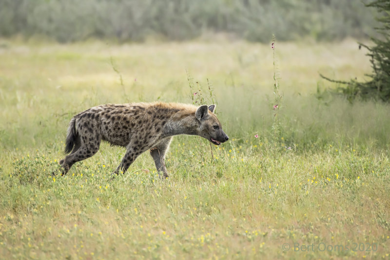 Spotted hyena PSLRT-4176