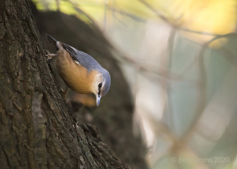 Eurasian nuthatch - Boomklever PSLRT-5370