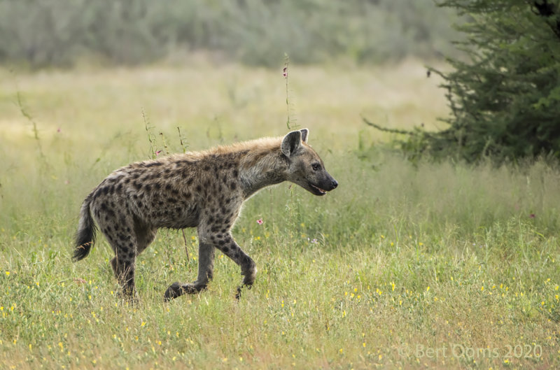 Spotted hyena PSLRT-4177