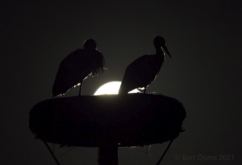 Stork- Ooievaar LR-7687