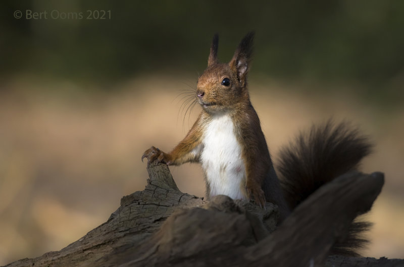 Red Squirrel - Eekhoorn  PSLRT-7727