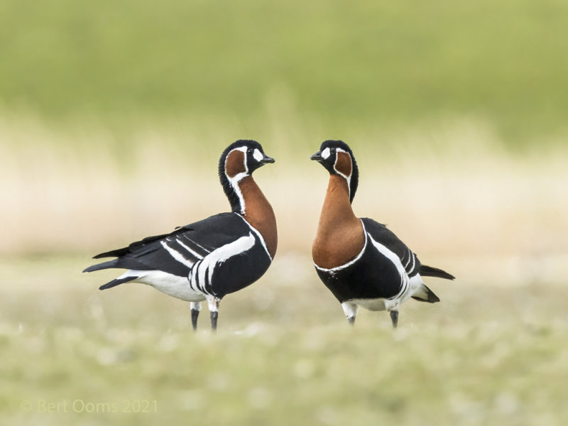 Red-breasted goose - Roodhalsgans PSLRT-0007