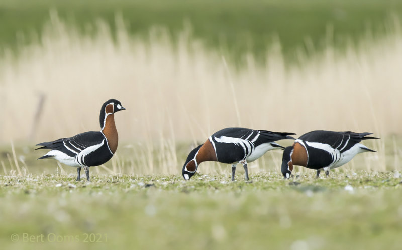 Red-breasted goose - Roodhalsgans PSLRT-0032