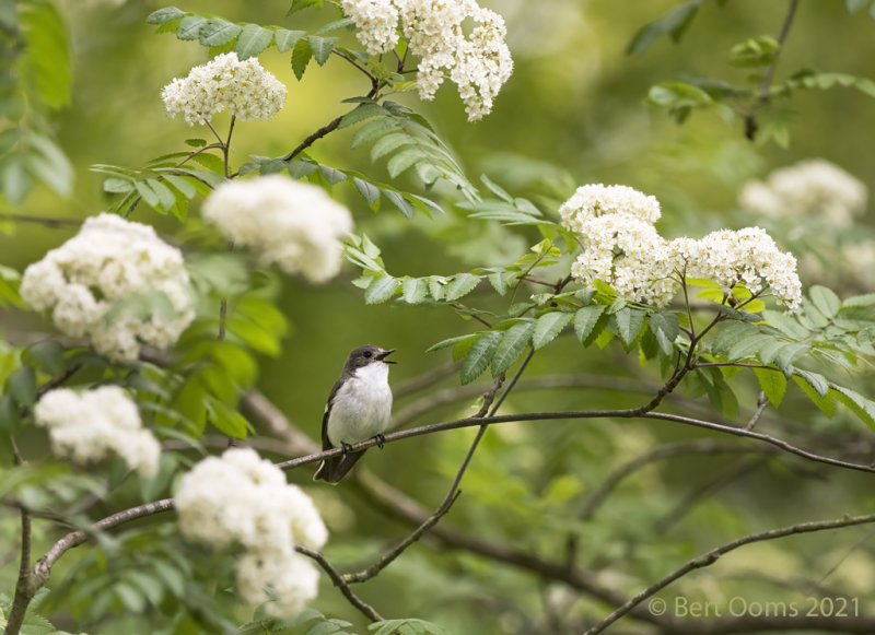 European pied flycatcher - Bonte vliegenvanger PSLRT-1438