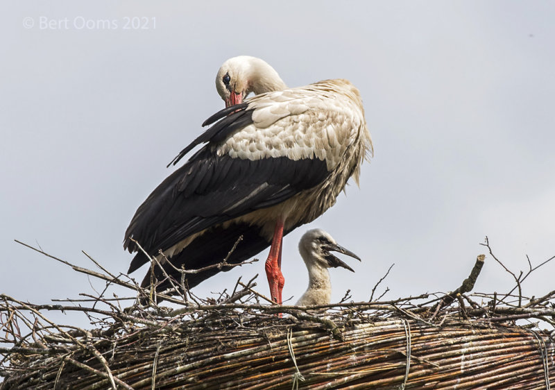 White stork - Ooievaar PSLR-1777