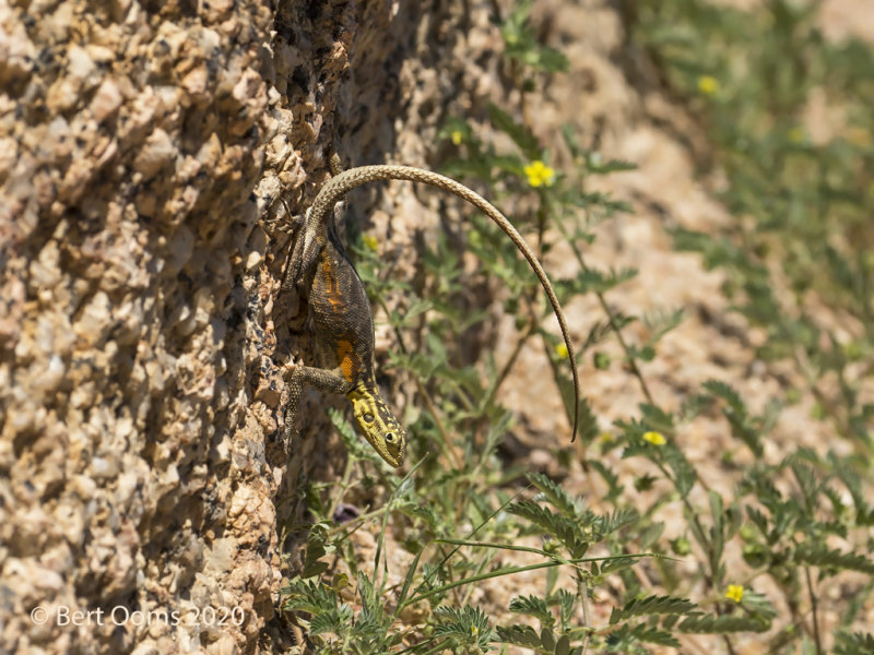 Namib rock agama PSLR-3511