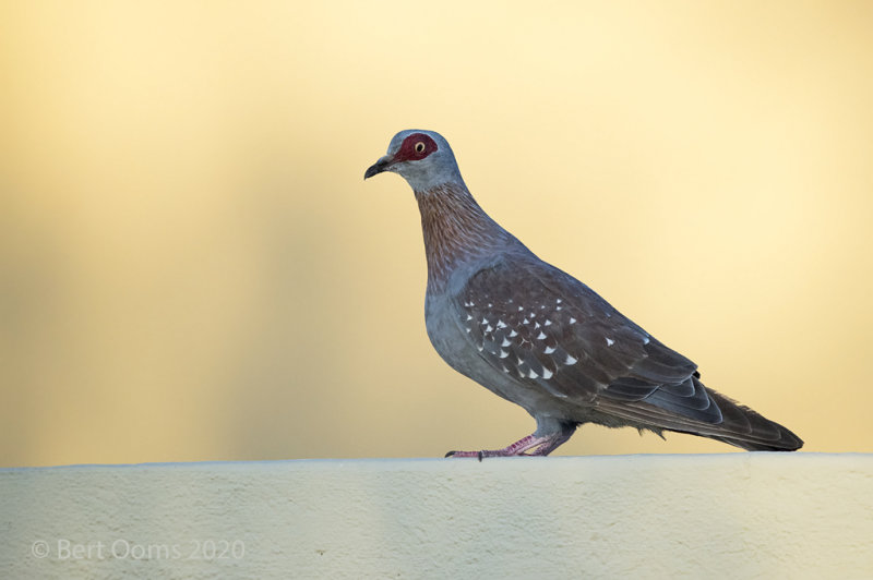 Speckled pigeon PSLR-3558