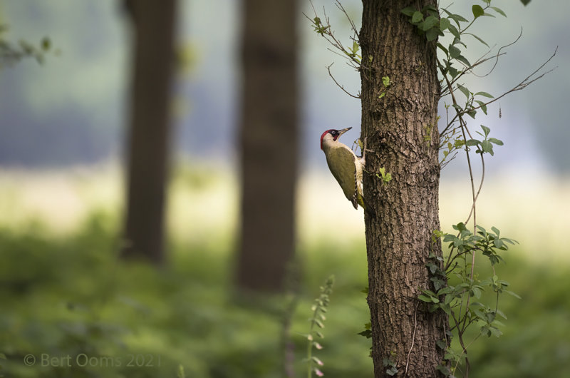 European green woodpecker - Groene specht KPSLRT-1795.jpg