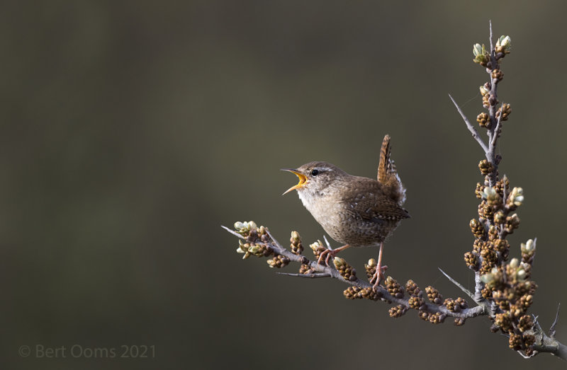 Eurasian Wren - Winterkoning KPSLRT 8811