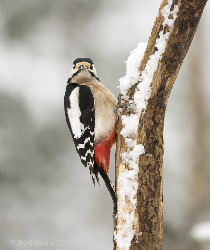 Great spotted woodpecker - Grote bonte specht PSLRT-6052