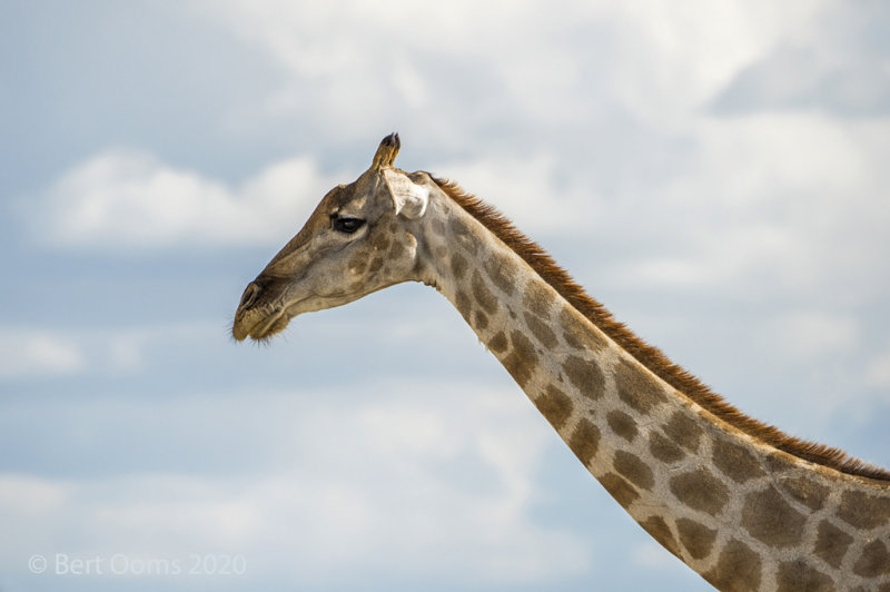 Giraffe PSLR-4072