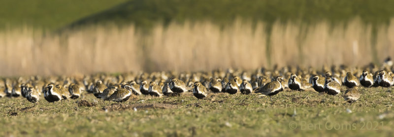 European golden plover - Goudplevier PSLR 9057.