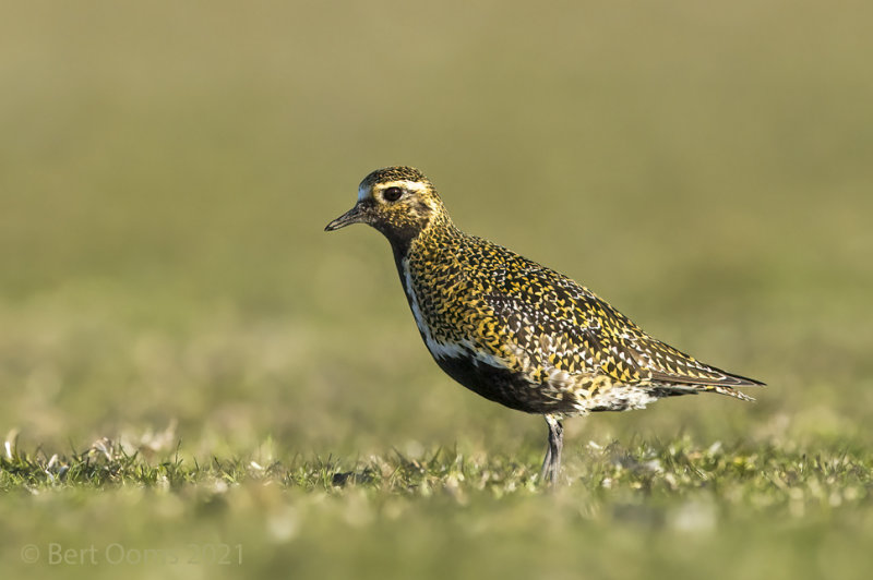 Golden plover - goudplevier KPSLRT 0541