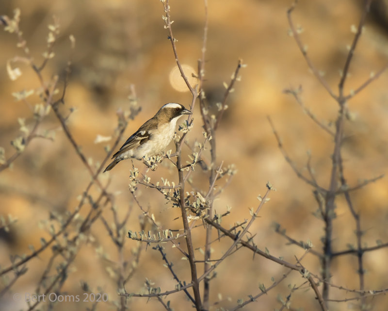White-browed sparrow weaver LR-3621